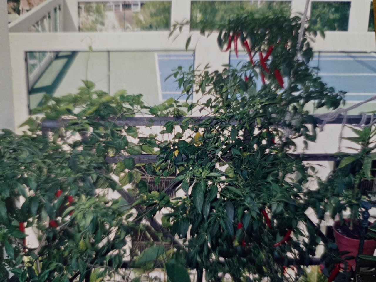 Desa Damansara photo 7
